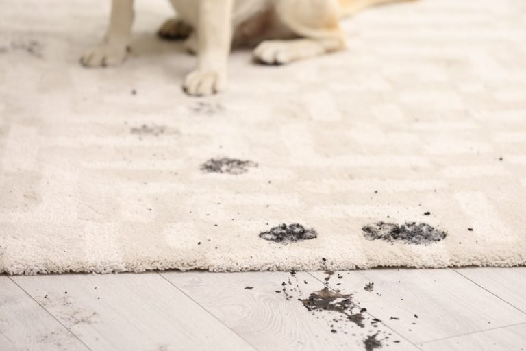 Where Clean Carpets Meet Lasting Fresh Comfort